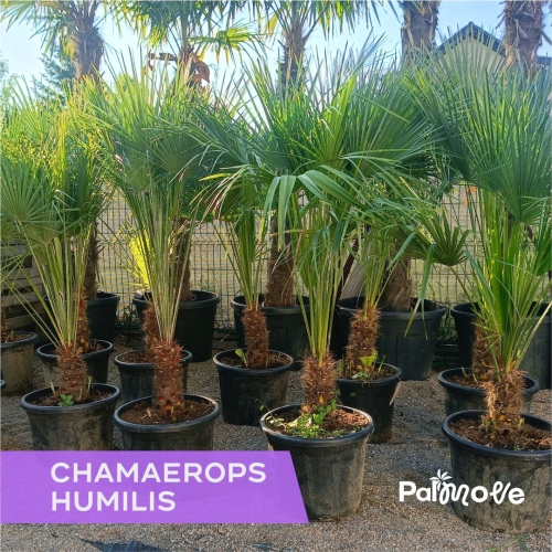 Karłatka Humilis